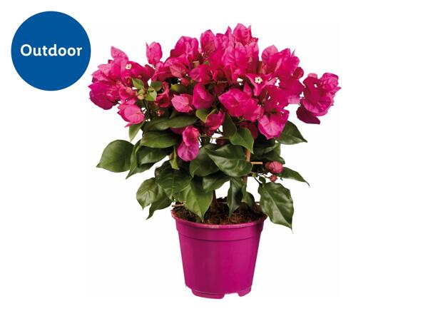 Bougainvillea