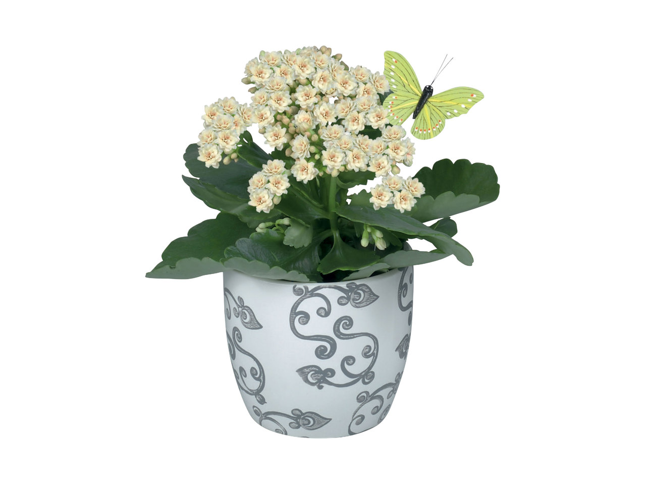 Bloeiplant in keramieken pot