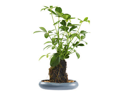 Indoor Desk Plant