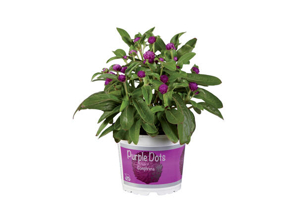 Gomphrena