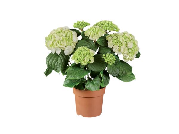 Hydrangea