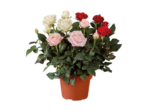 Rose Trio