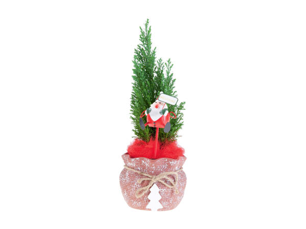 Conifer
