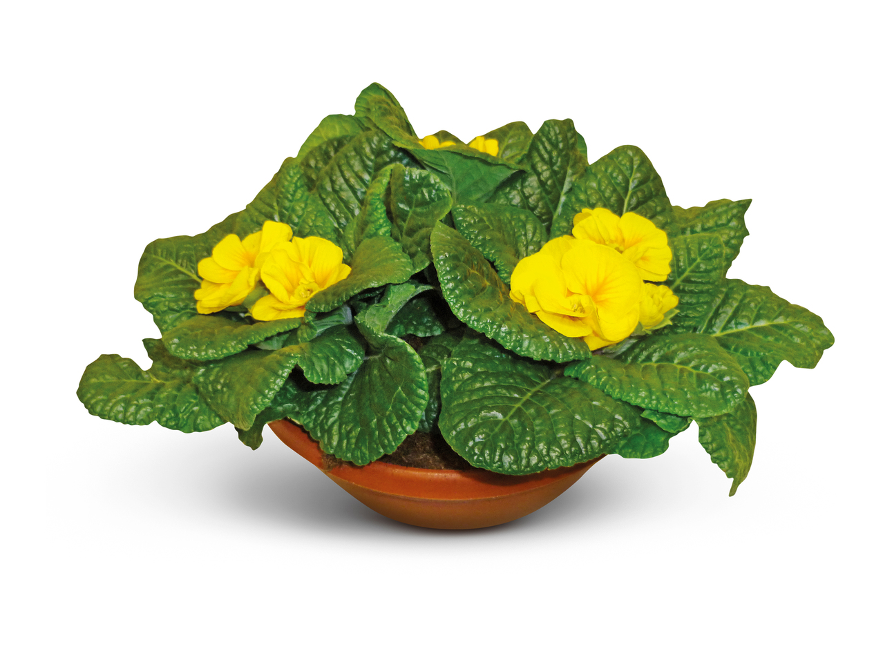 British Primrose Bowl1