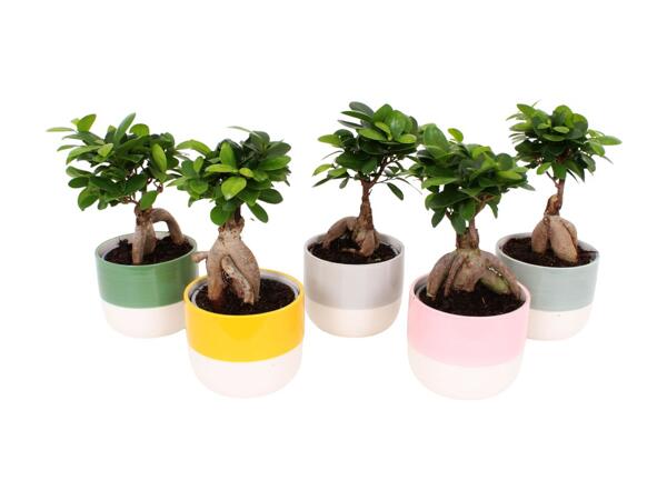 Bonsai Tree