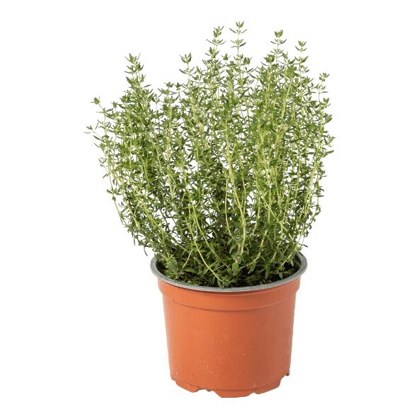 Biokräuterpflanze
