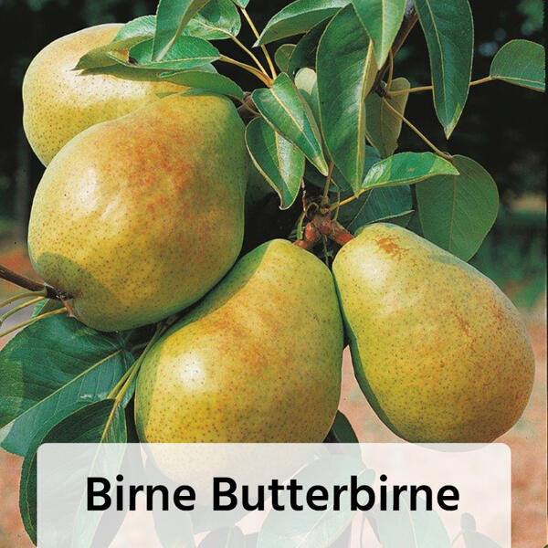 Obstbaum im Jutesack
