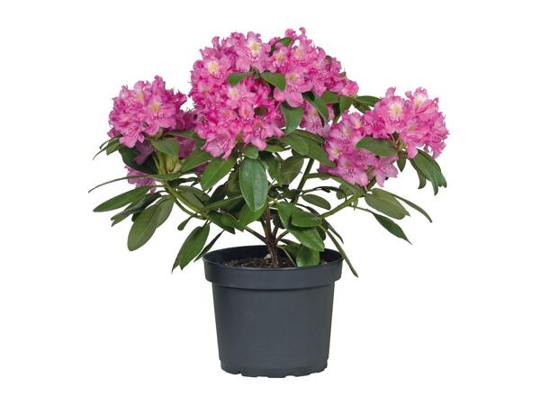 Rhododendron