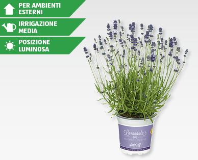 Lavanda vera (Lavandula angustifolia) GARDENLINE(R)