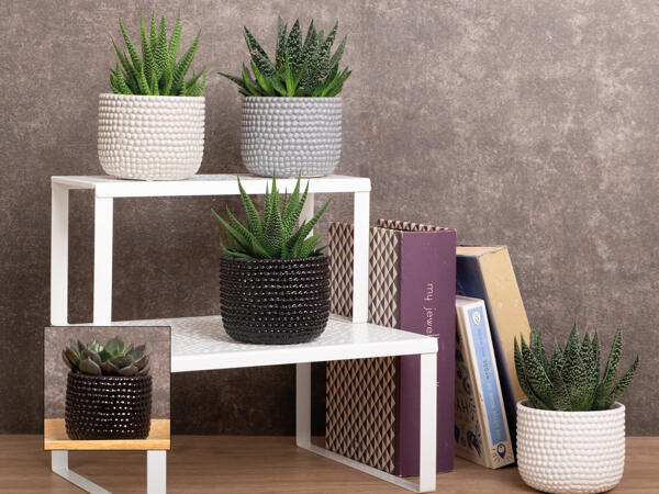 Grøn plante i keramik