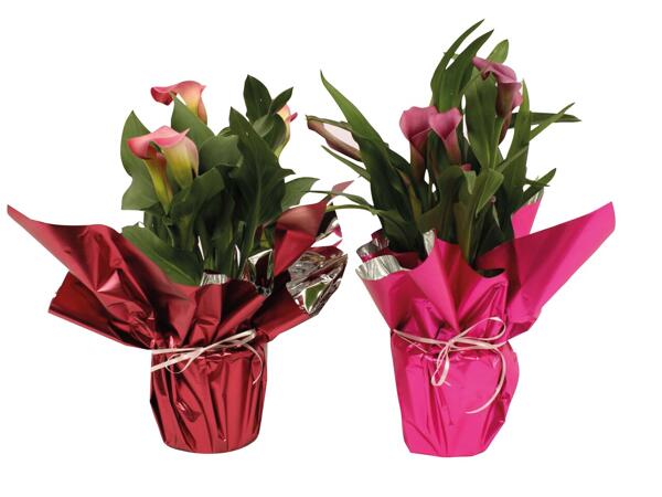 Loving Lilies