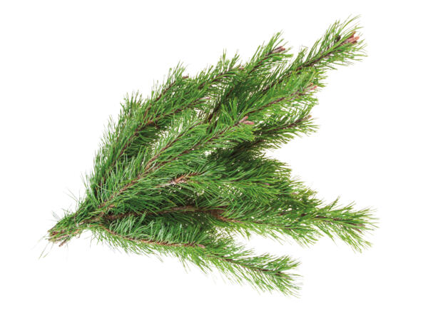 Assorted Seasonal Foliage