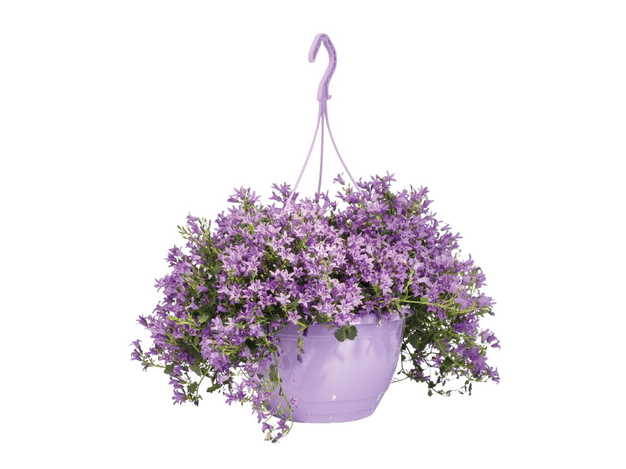 Campanula Hanging Basket1