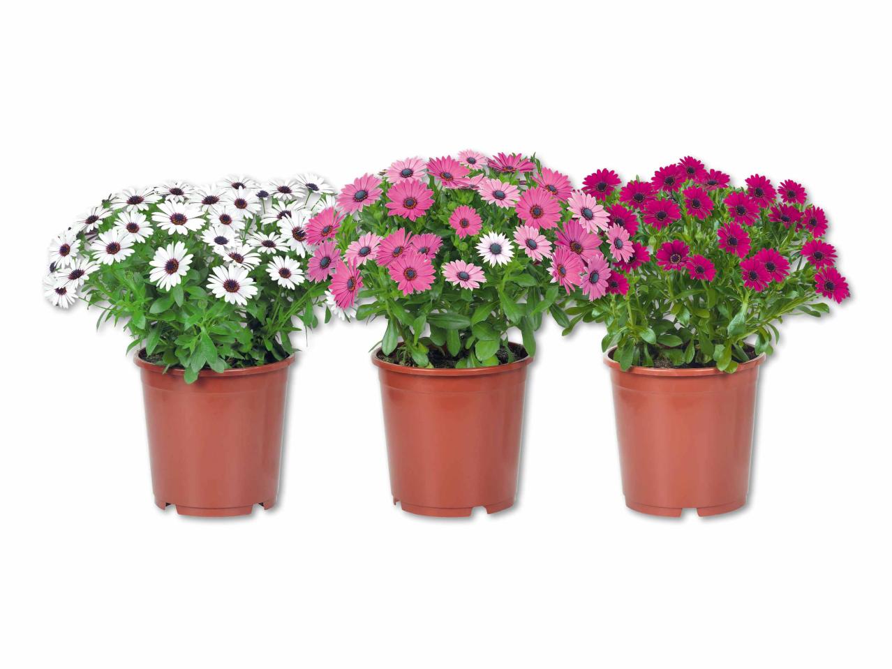 Osteospermum