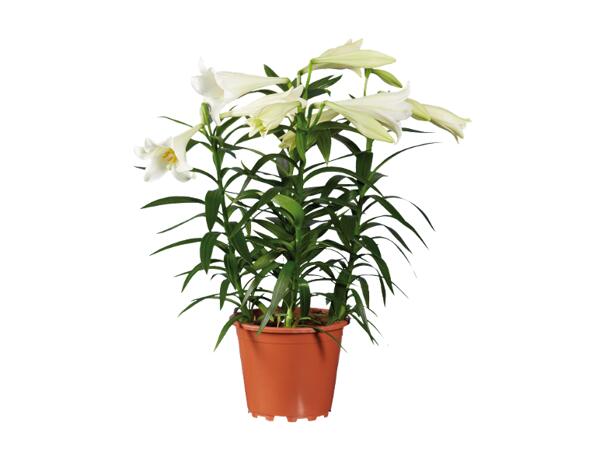 Lilium