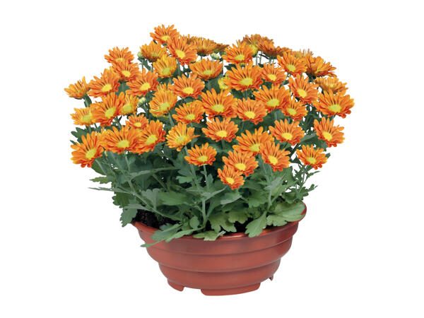 Flowering Plant in Bowl