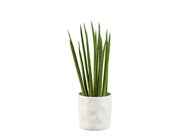 Sanseveria