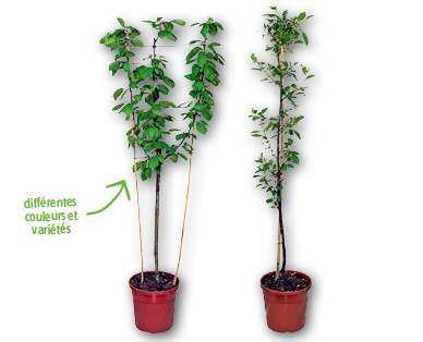 Arbre fruitier en espalier/colonnaire