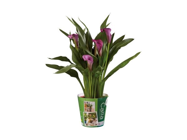 Calla Lily