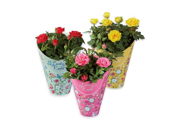 Rose "Lovely Roses"