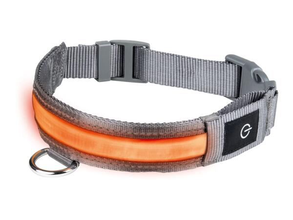 Zoofari LED Light-Up Band Dog Collar