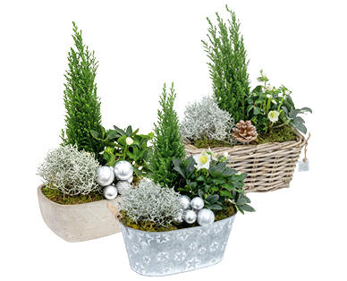 WINTERLICHES SCHNEEROSEN- ARRANGEMENT