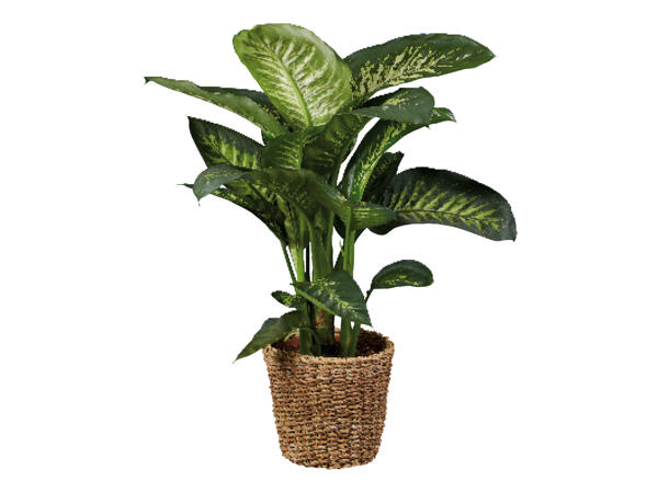 Large Tropical Houseplants in Woven Pot