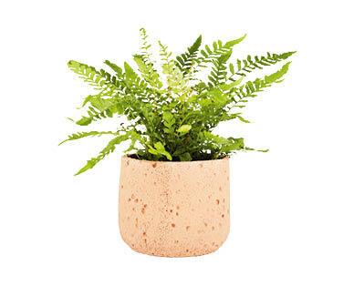 Fern in Ceramic Pot