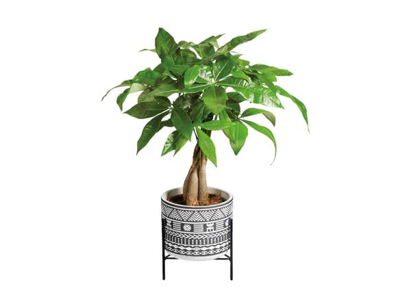 Grøn plante i keramik