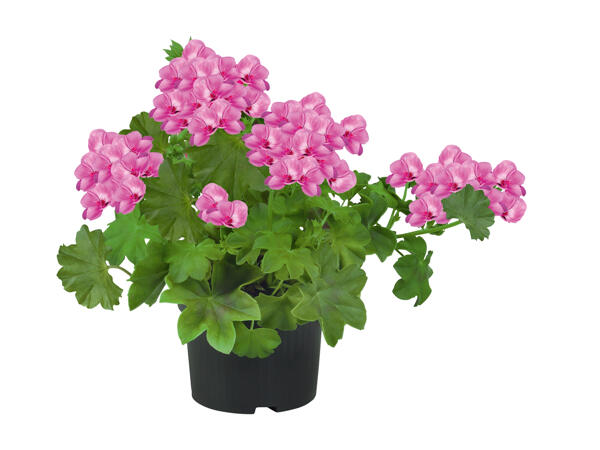 Trailing Geranium