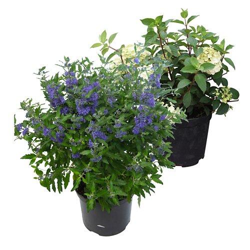 Arbusti da fiore bassi (blu, bianco, giallo)