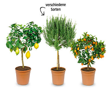 Mediterranes Stämmchen
