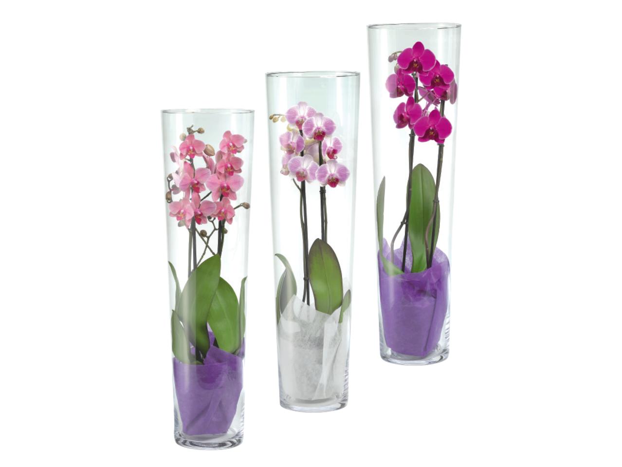 Phalaenopsis in Vase
