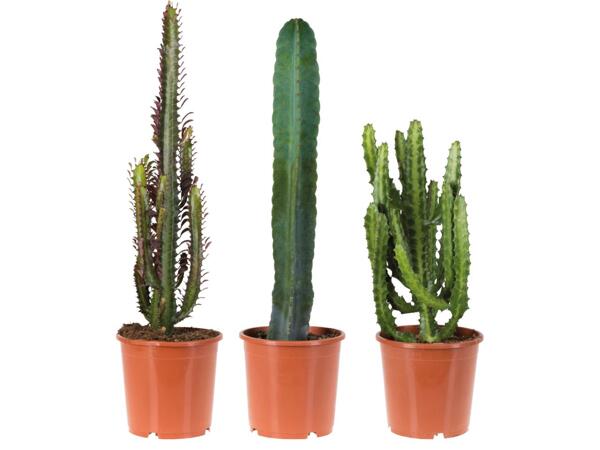 Cactus
