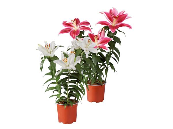 Lilium