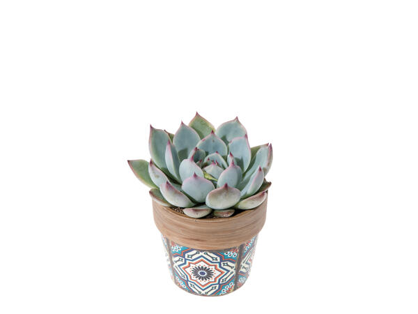 Succulent in Ceramic
