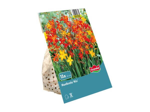 Spring Bulbs