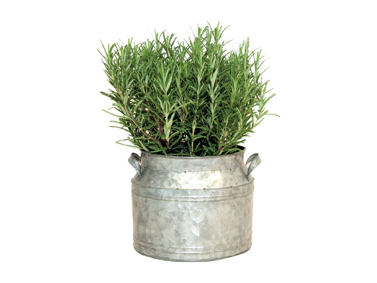 Rosemary in Zinc Churn