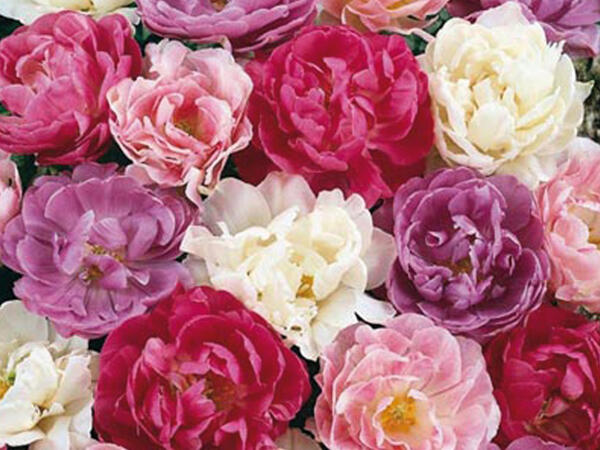 Tulipani a fiori di peonia