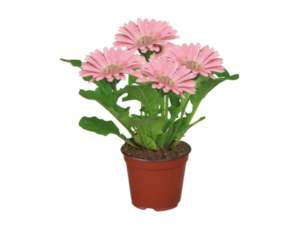 Flowering Plants