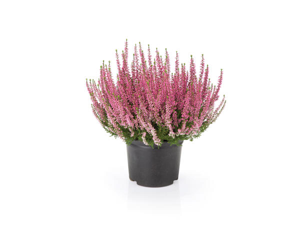 Heather