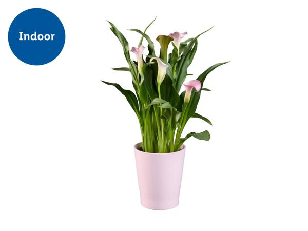 Calla in Ceramic Pot