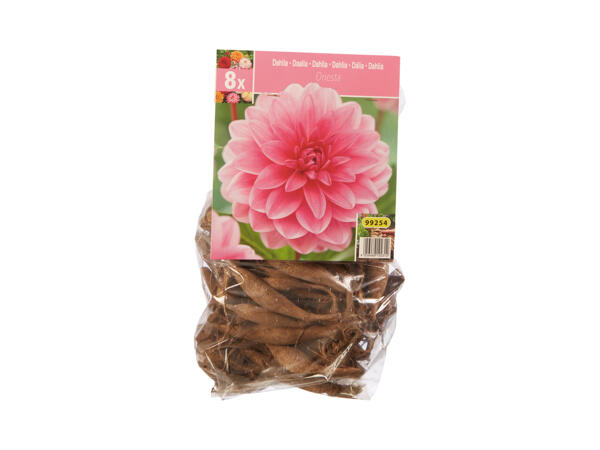 Dahlia Bulbs