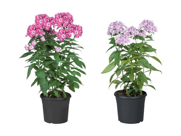 Phlox paniculata