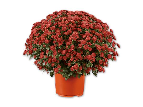 Chrysanthemenbusch