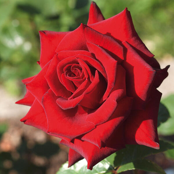 Gartenrose