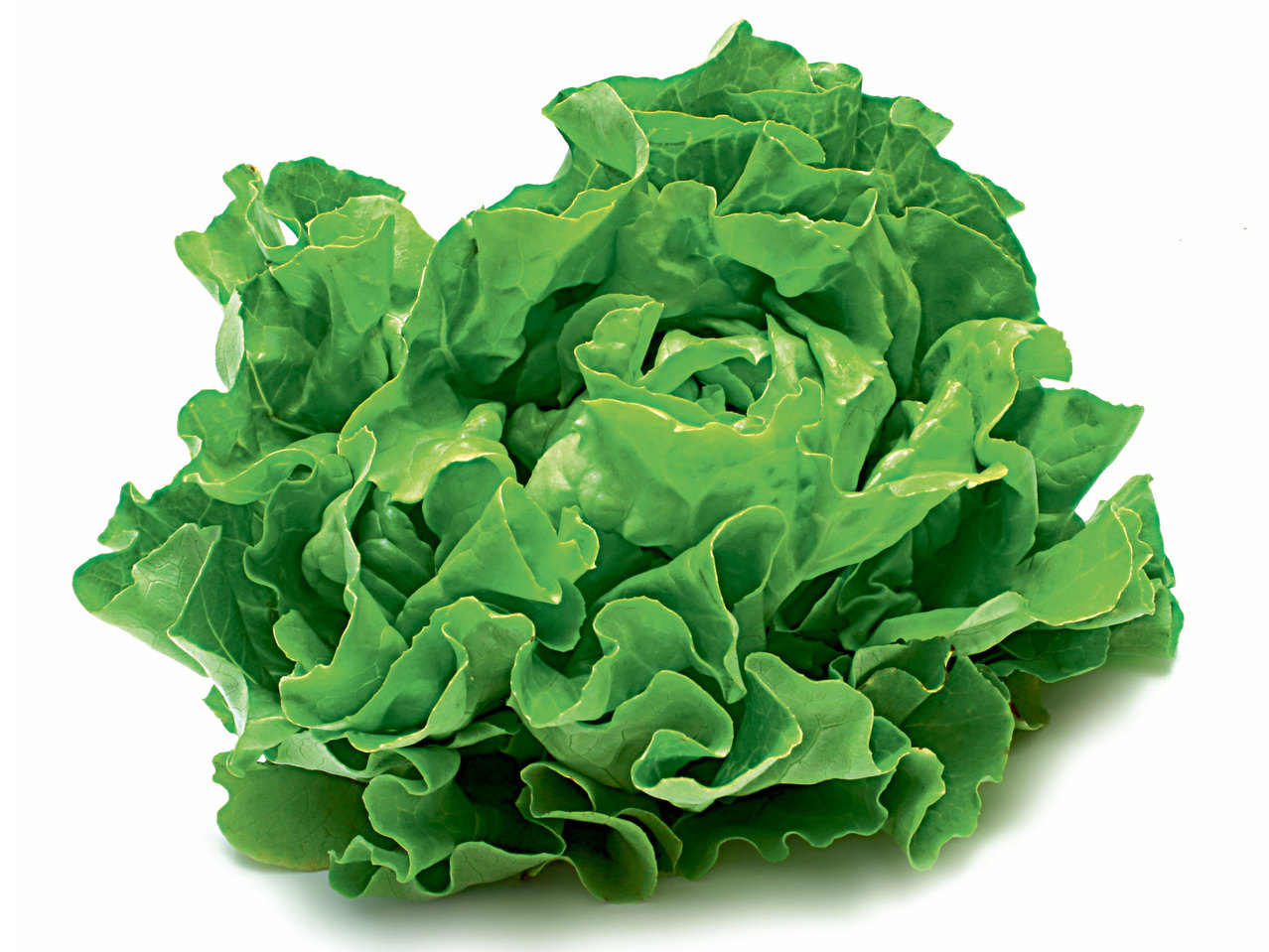 Österreichischer Häuptelsalat