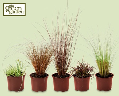 Ornamental Grasses