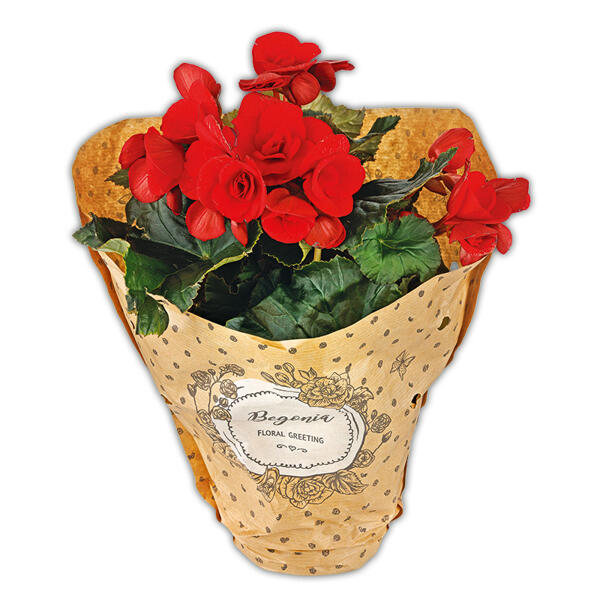 Begonie