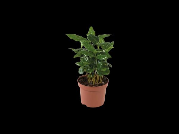 Green Plants